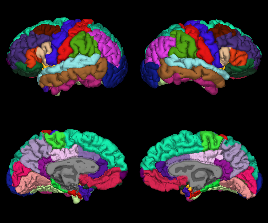 Left and right hemisphere pial surface